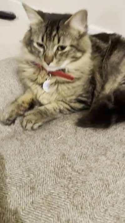 Little Cosmo squeak to say hi