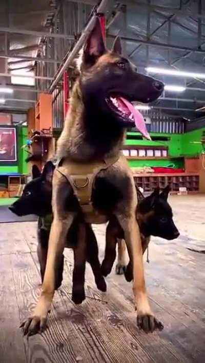 Doggo carrying two tactical weapons