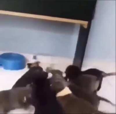 Asukatzen’s letzten Stand