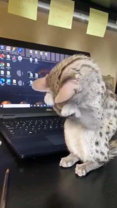 Генета (лат. Genetta)