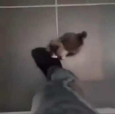 What would you do if a kitten crawled up your leg?