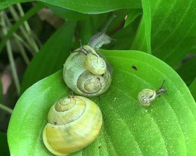Family of snails
