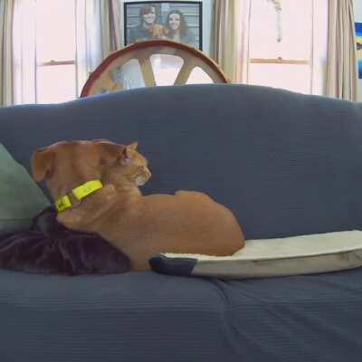 Kelvin would rather lay with Joule than on the heated bed