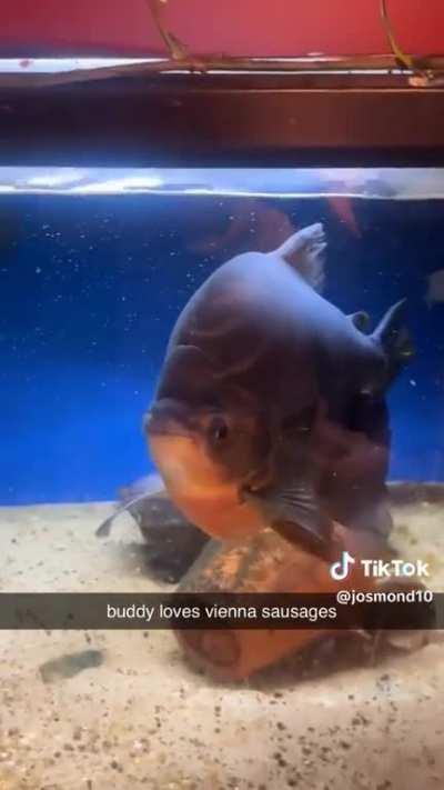 Footlong fish smashing footlong dog