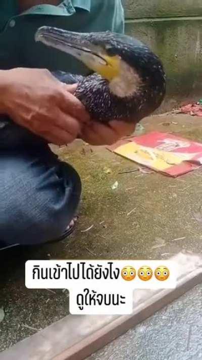 Cruel man forces a plastic bottle down poor bird’s throat
