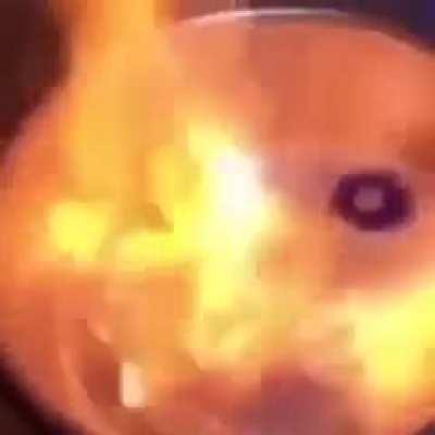 The moldiest beyblade battle for you