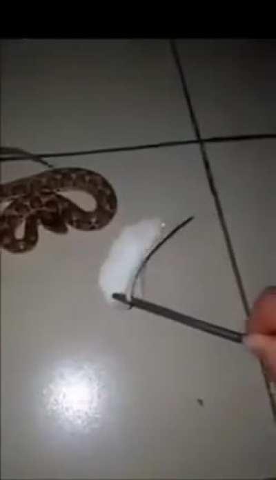 Fuck you snake keeper!