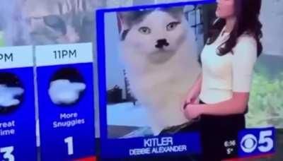 Blursed_Cats