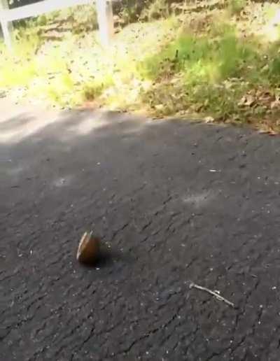 Filming a hit and run.