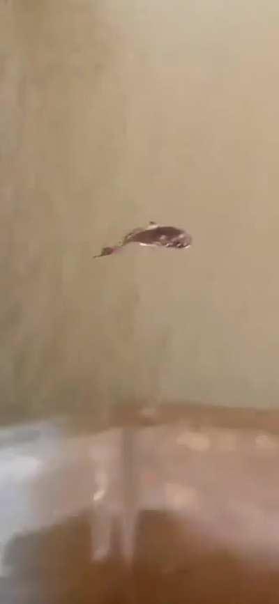 I laughed so hard my voice is hoarse