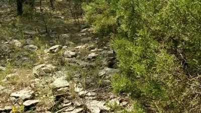 I think my new friend had never seen a human. She let me watch as she ran around hunting, took dirt baths, sharpened her beak, preened her feathers, and stretched. She was very curious of me.