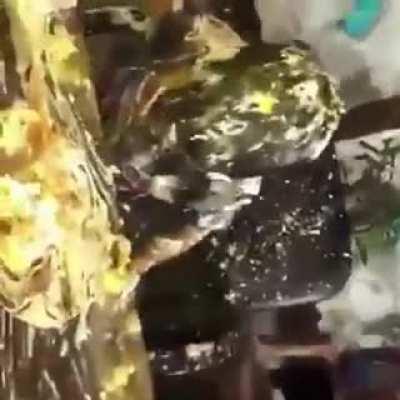 pobre cabro chico wn xd