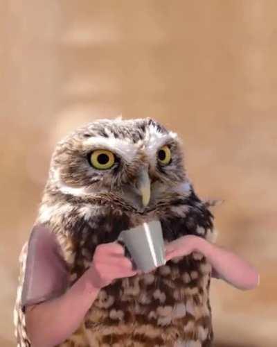 Owls, when they've had a bit too much coffee. Credit to @curlykidlife on ig