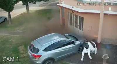 Pasó en Teodelina, Santa Fe. Choque y milagro en la puerta de una carnicería. La mujer logró correrse a tiempo y el auto terminó atropellando a una vaca de utilería. La joven está internada pero fuera de peligro.