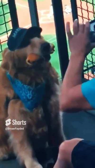 2 HOT DOGS AT THE BALLPARK