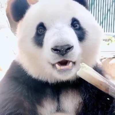 This panda kinda makes me wanna try bamboo