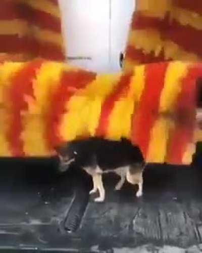 I thought that thing was going to eat him