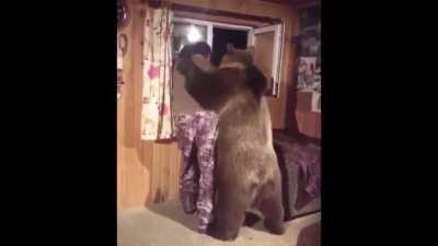 Fwendly bear wholesome video