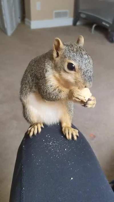 More ASMR courtesy of Levia the house squirrel.