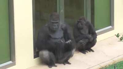 Kiyomasa's dad loves the rain. Kiyo himself, not so much, but since dad is his role model, he has to stand there and pretend he's into whatever they're doing