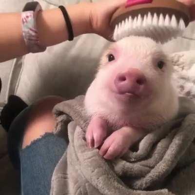 Cute pig. That's all.