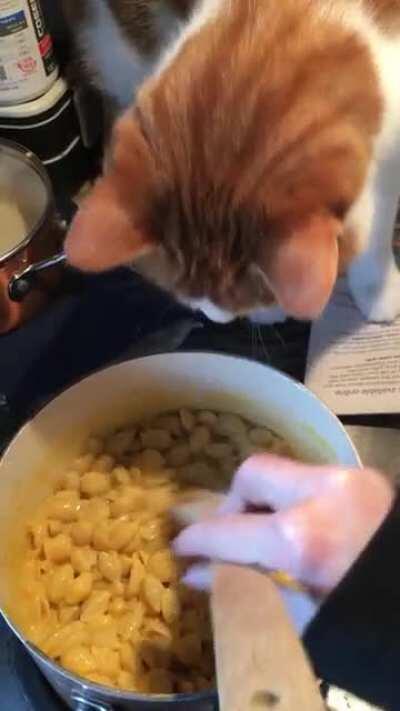 Cooking with cats