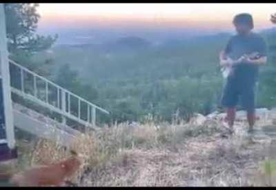 Fox feeling the vibe