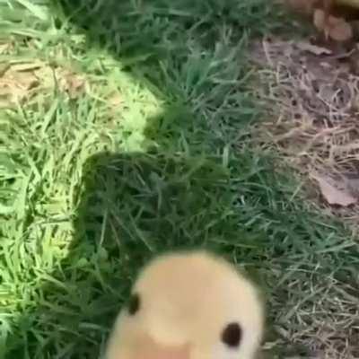 Feeling down? Please accept this small duck as a form of medicine.