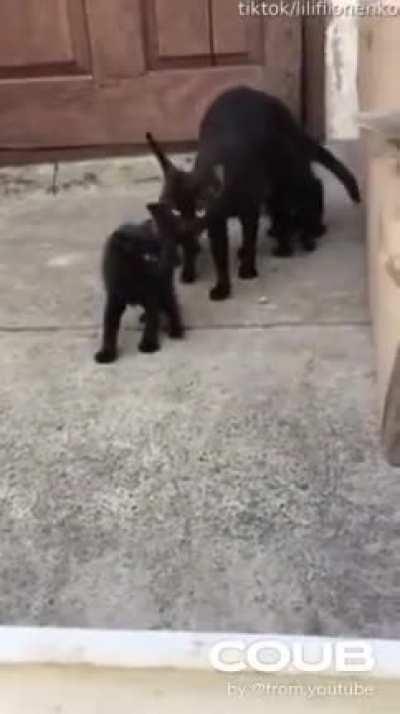 Страсти котОвы