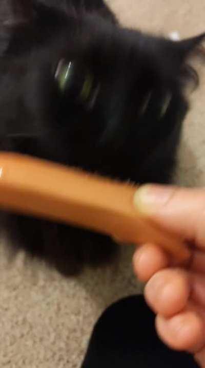 Demonstrating how a cat tongue can saw through a hot dog