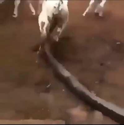 I know snakes can eat big animals but do you think that this snake could manage a meal like this calf?
