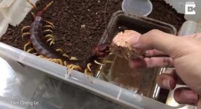 Handling and feeding his pet Scolopendra Gigantea (largest centipede in the world)