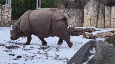 The rhinoceros gently plays with the muntjac.