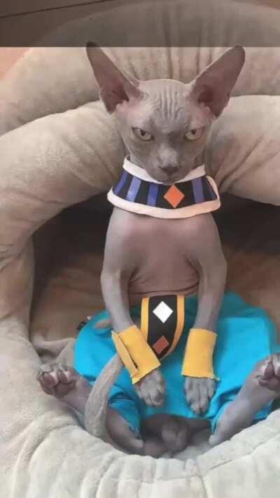 Beerus IRL