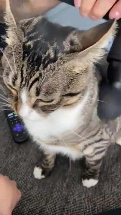 My boy always hogging the massage gun, he runs from across the room when he hears it turn on 😹