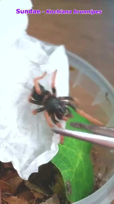 🕷️Unboxing 7 new tarantulas!🕷️