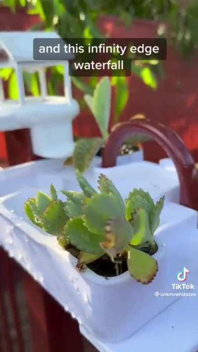 Guy makes insane house for a frog