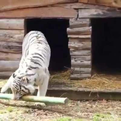 Big boi's not very good at catculating