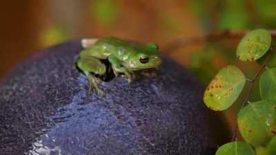 Anyone else have a frog spa? Love when they come to chill out the back.