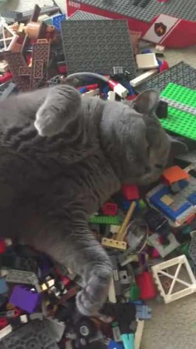 Apparently this is the comfiest place to sleep in our house….