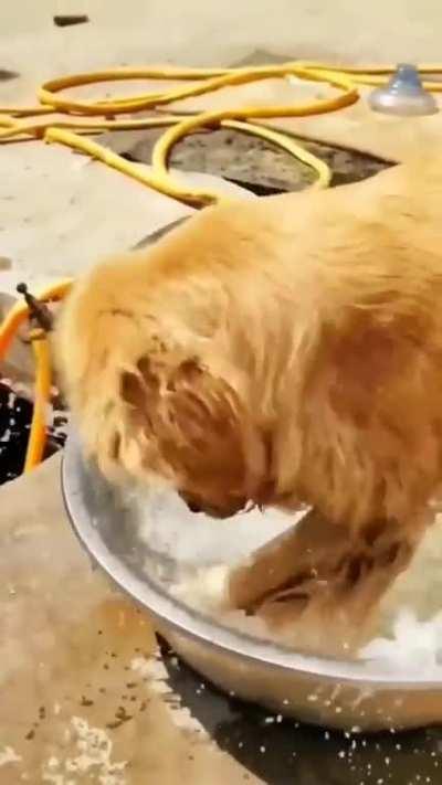 Golden enjoying a bowl of water