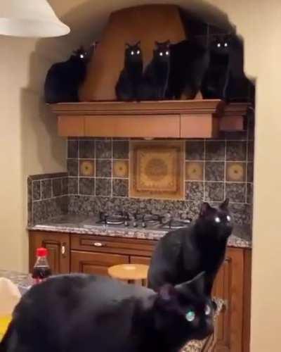 Once you go black cat, you never go back.