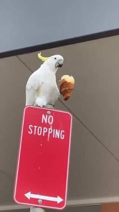 This Parrot Eating A Crossaint