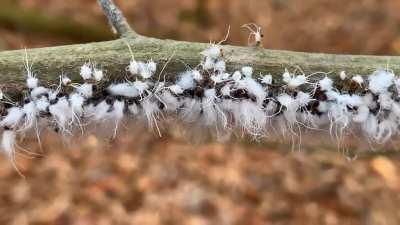 There were hundreds of these on a branch. They didn’t walk, only swayed back and forth.