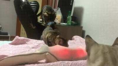 A chain reaction of startles