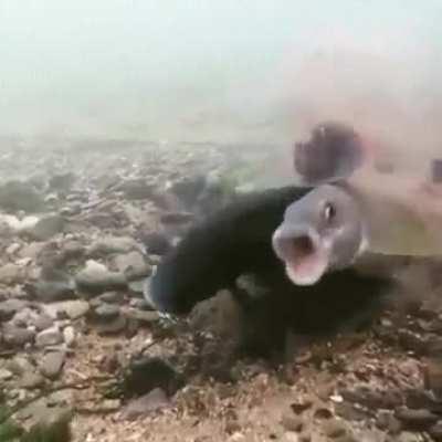 Fish Orgasm