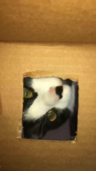 Cats figure out how to get treats locked in a cardboard box