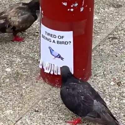 Say no to birds