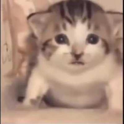 Oh noooo! Kitten bye