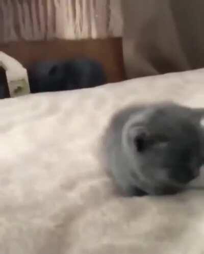 So illegal, taken into custody without a trial